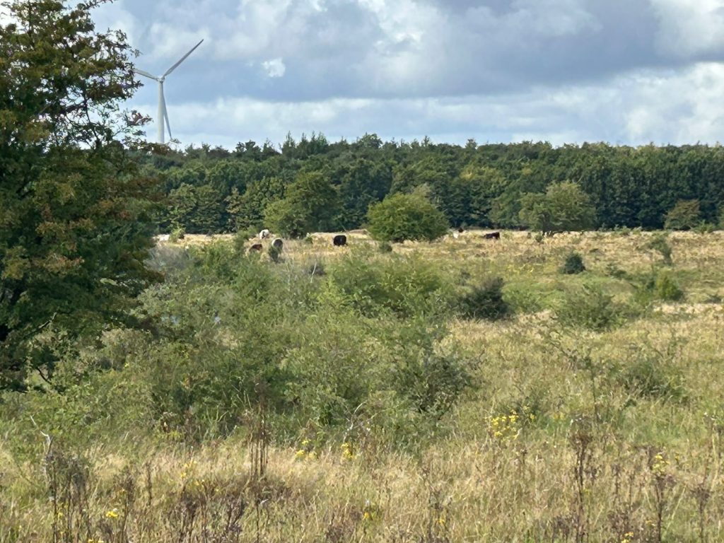 Bunde Wischen eG cattle grazing a semi-open landscape of grassland and scrub, conservation grazing in Germany