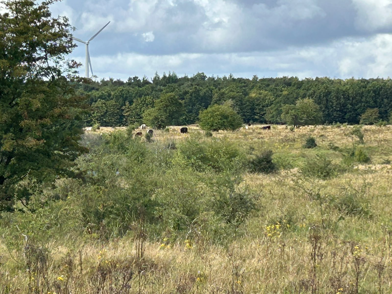 Partner Visit to Germany: Recap | Conservation Grazing Network EU