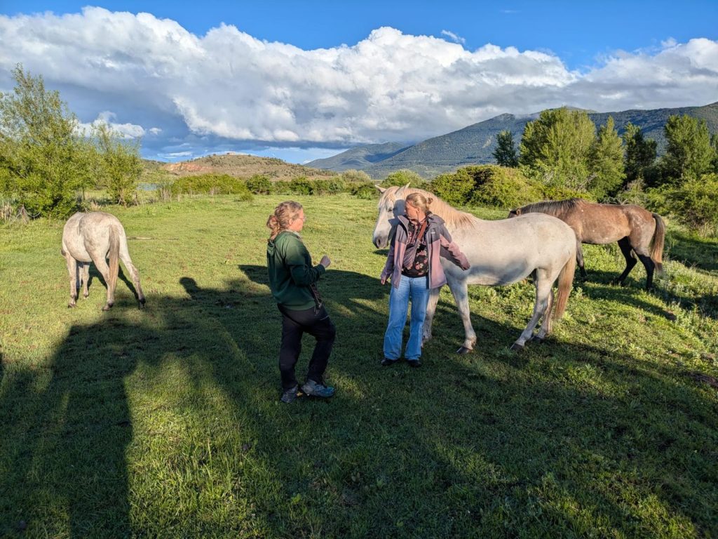 Horses grazing near Moncayo during the conservation grazing partner visit