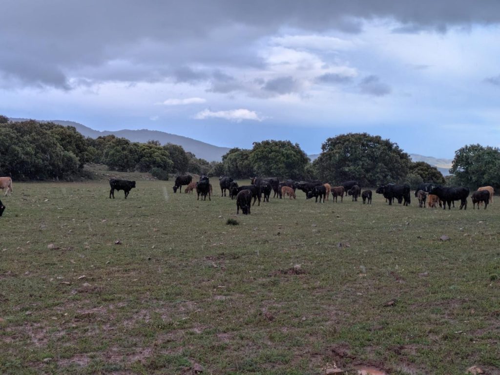 Cattle grazing near Moncayo during the conservation grazing partner visit