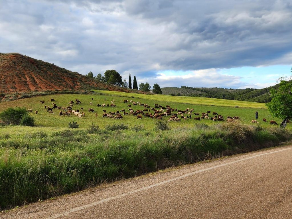 Sheep grazing to maintain a mosaic landscape during the conservation grazing partner visit