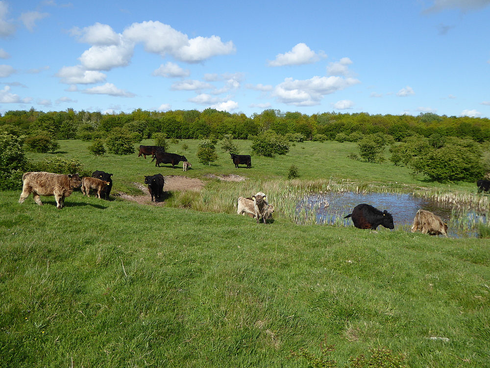 Cattle grazing at Bunde Wischen ahead of the ConGrazeNetEU partner visit Germany