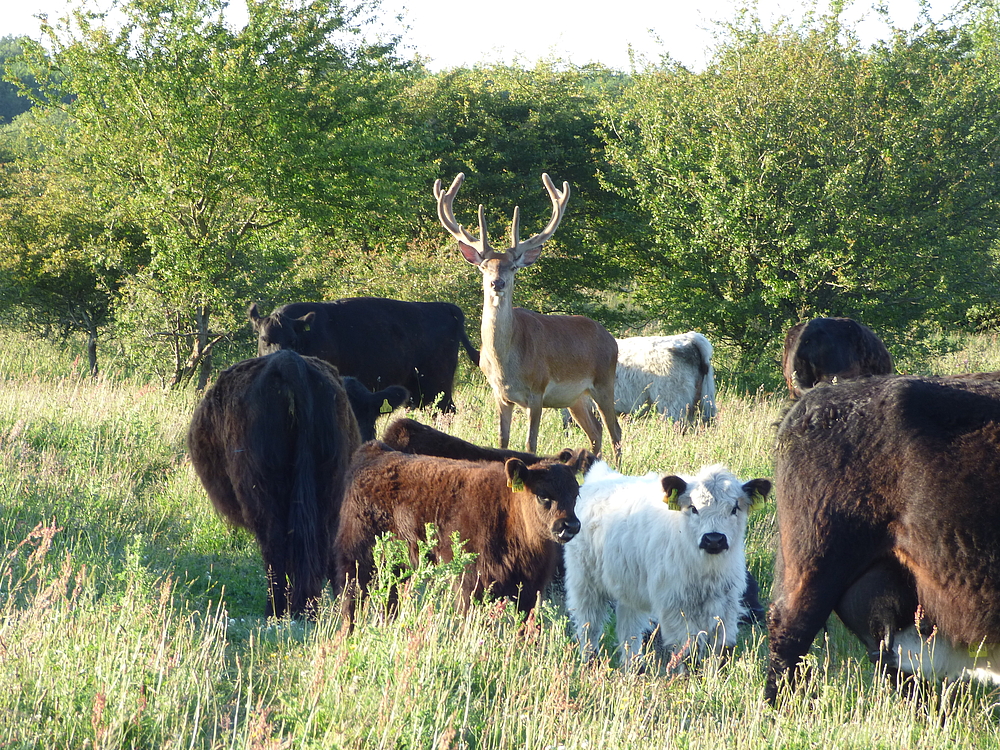 Upcoming Partner visit Germany | Conservation Grazing Network EU