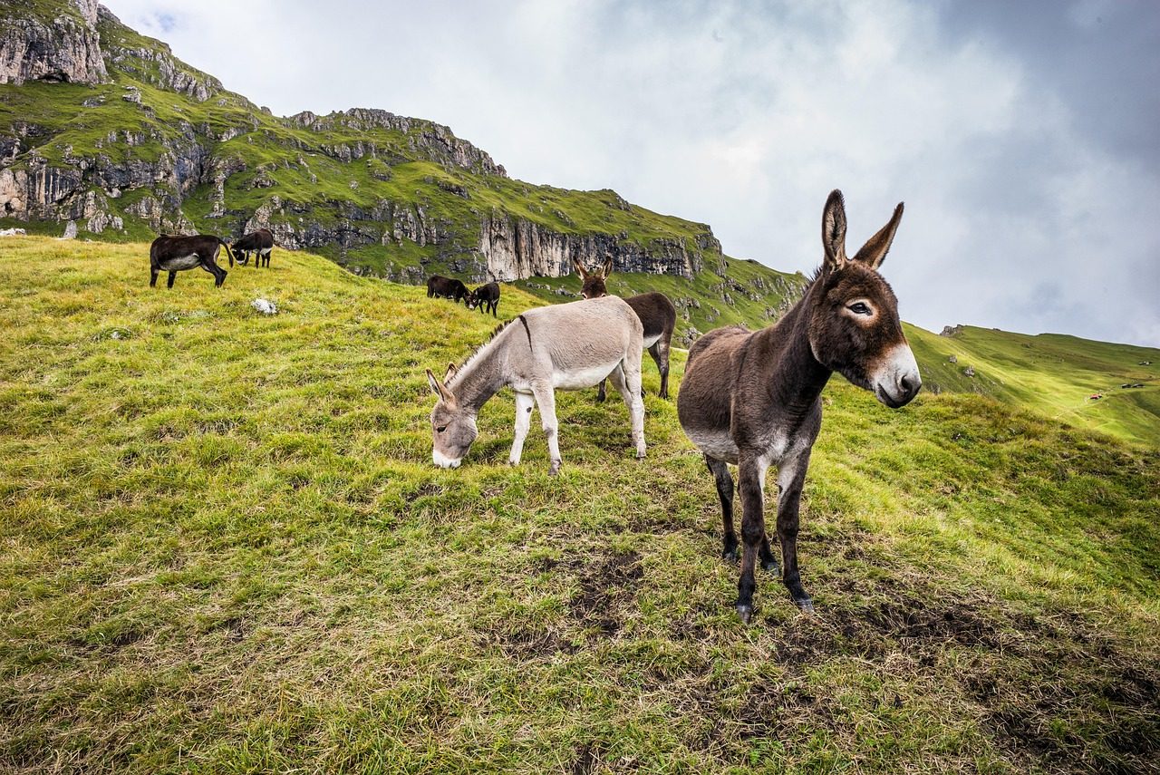 donkeys, mules, animals, mammals, grazing, nature, grass, grassland, pasture, field, meadow, dolomites, alpine, alps, mountain, rural, countryside