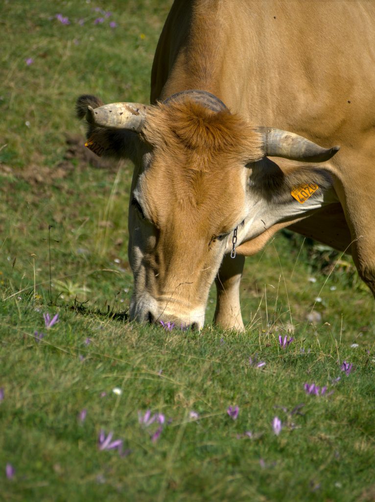 Brown cow peacefully grazing in a lush mountain pasture with wildflowers.