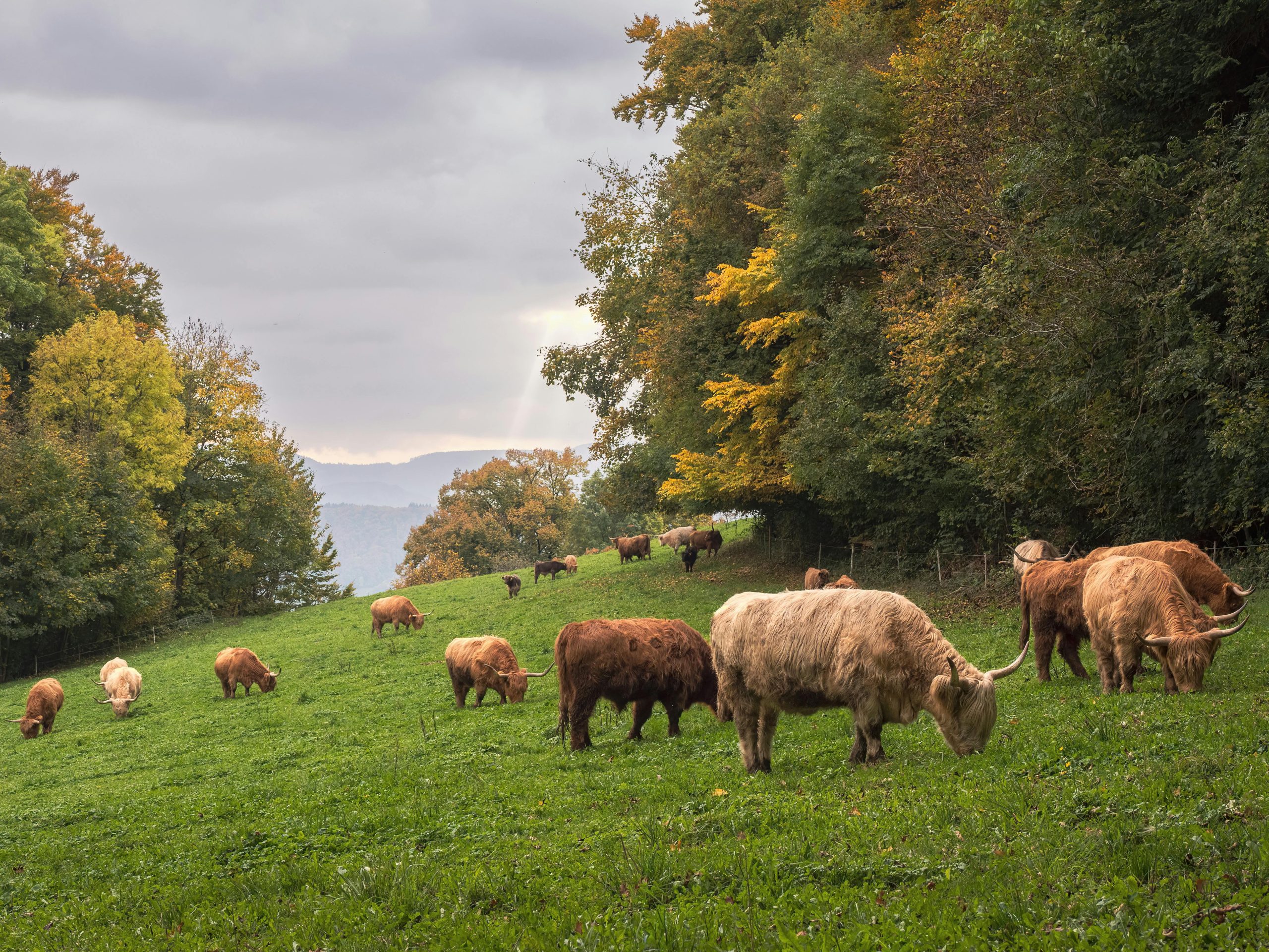 Conservation Grazing Network EU | Erasmus+ Programme Awarded