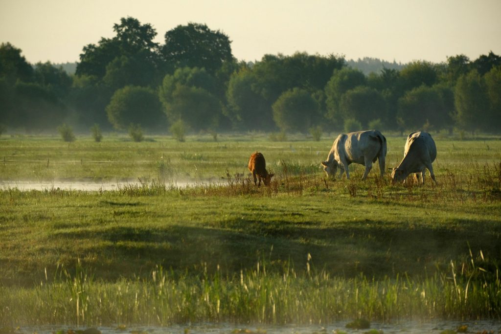 Cows grazing in a serene, misty field during early morning, surrounded by lush greenery.